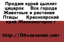 Продам курей цыплят,цицарок. - Все города Животные и растения » Птицы   . Красноярский край,Железногорск г.